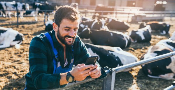 cattle farmer looking at phone, cattle in the background